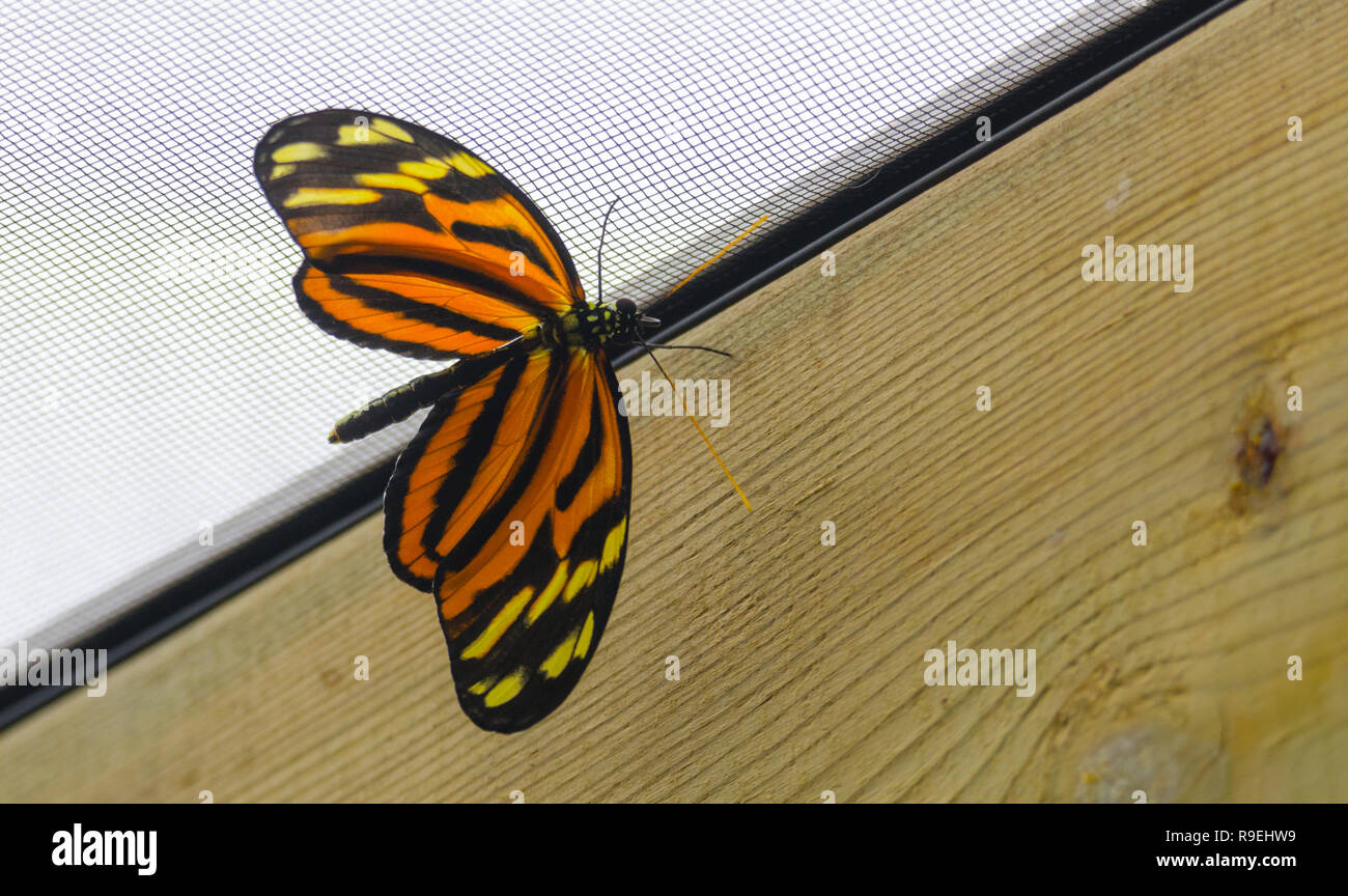 Tiger Longwing (Heliconius ismenius) butterfly. Stock Photo