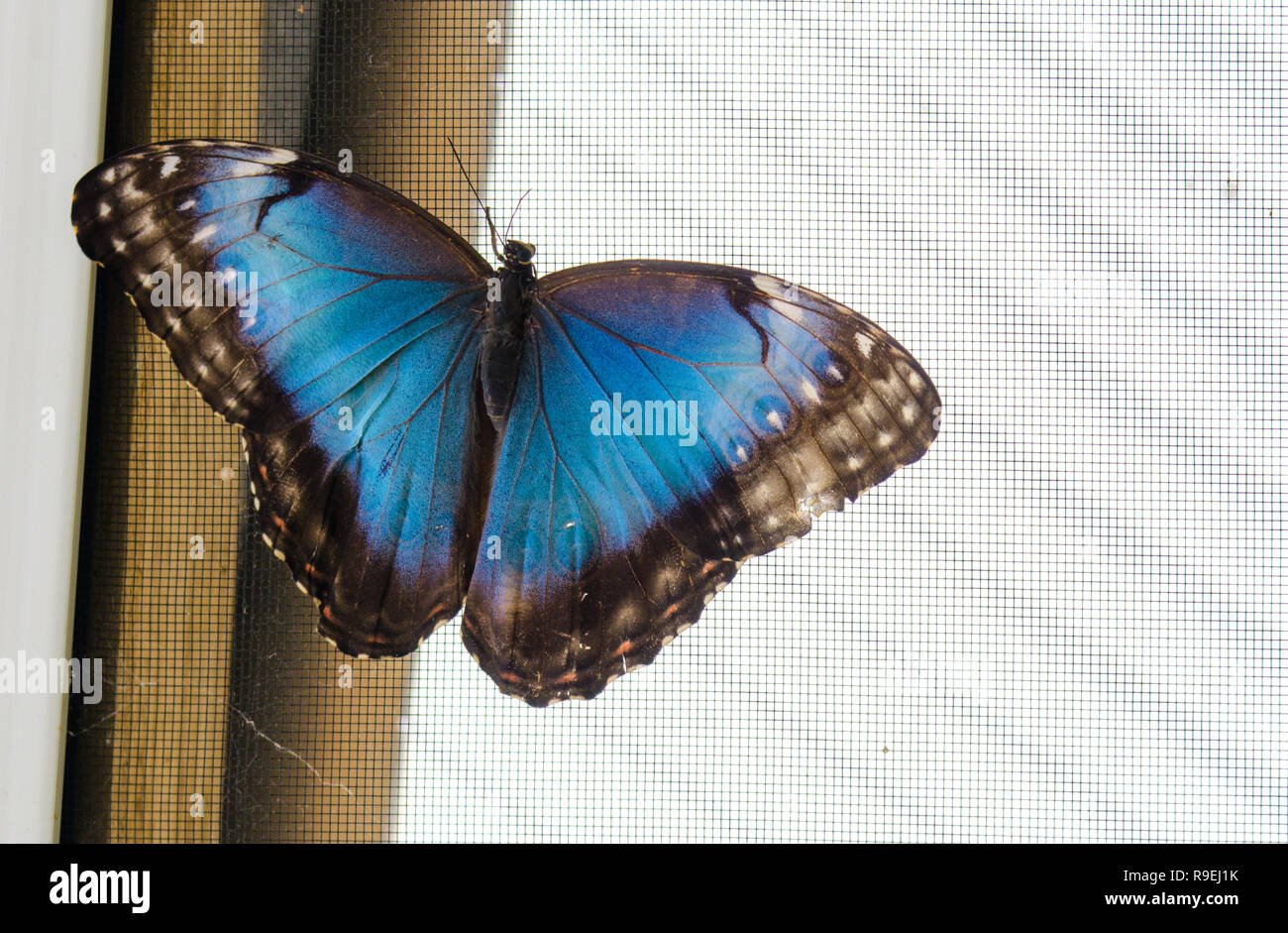 Common blue morpho butterfly (Morpho peleides). Stock Photo