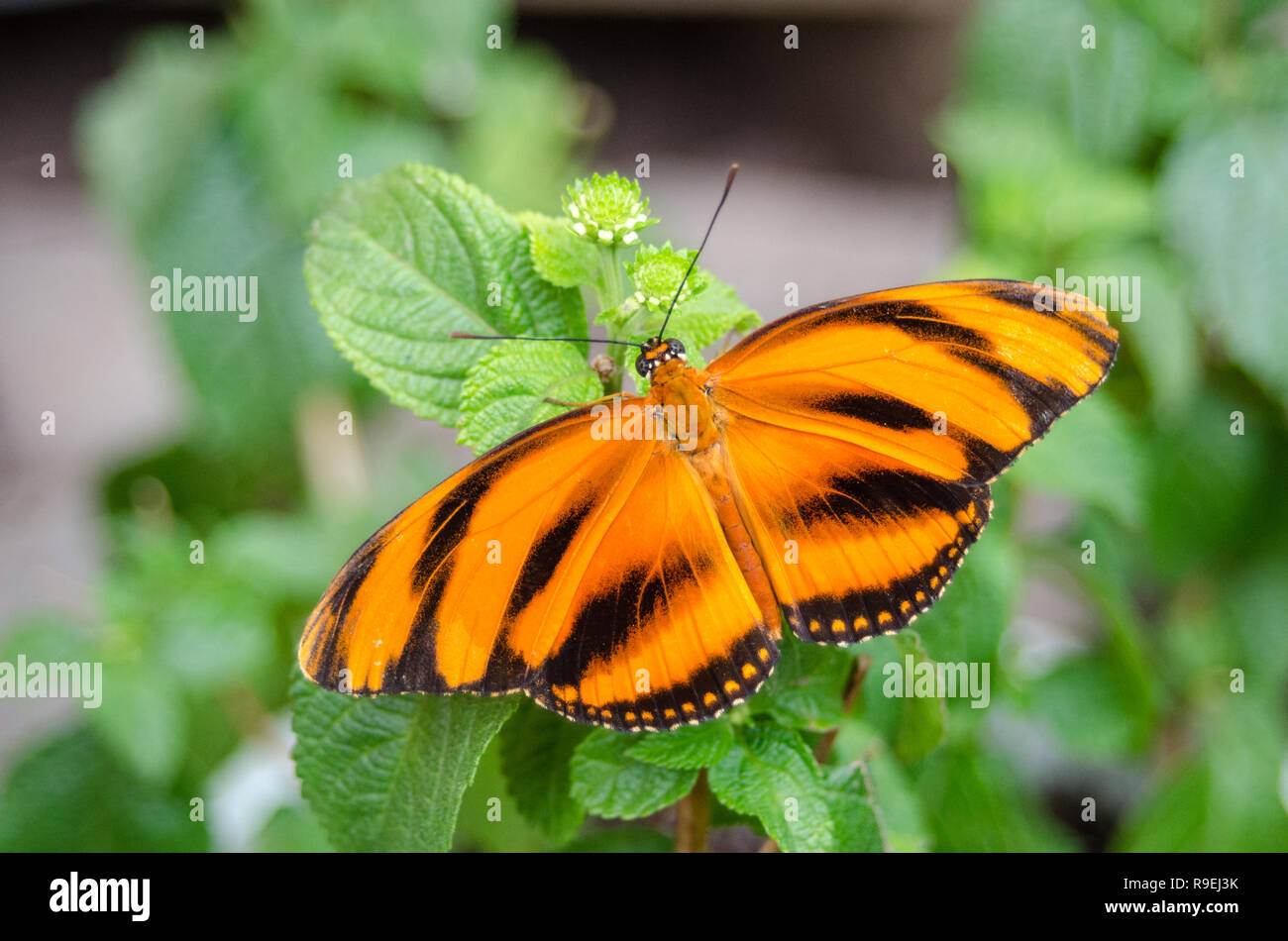 Banded Orange butterfly (Dryadula phaetusa) AKA the banded orange heliconian, banded orange, or orange   tiger butterfly. Stock Photo