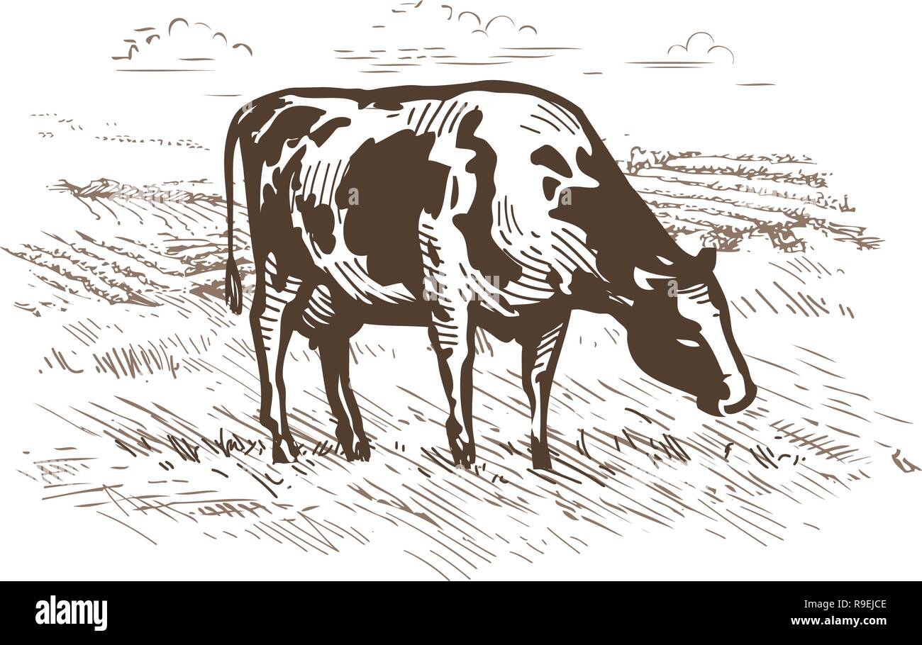 Cow grazing in the meadow. Rural landscape. Vintage sketch vector illustration Stock Vector