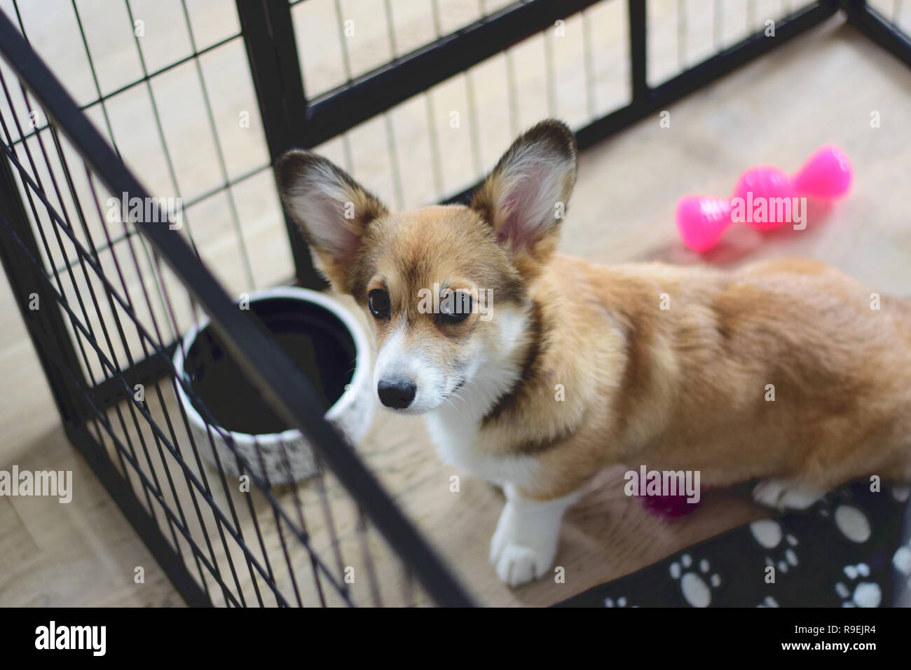 Welsh corgi pembroke puppy dog sitting in a crate during a crate training  Stock Photo - Alamy