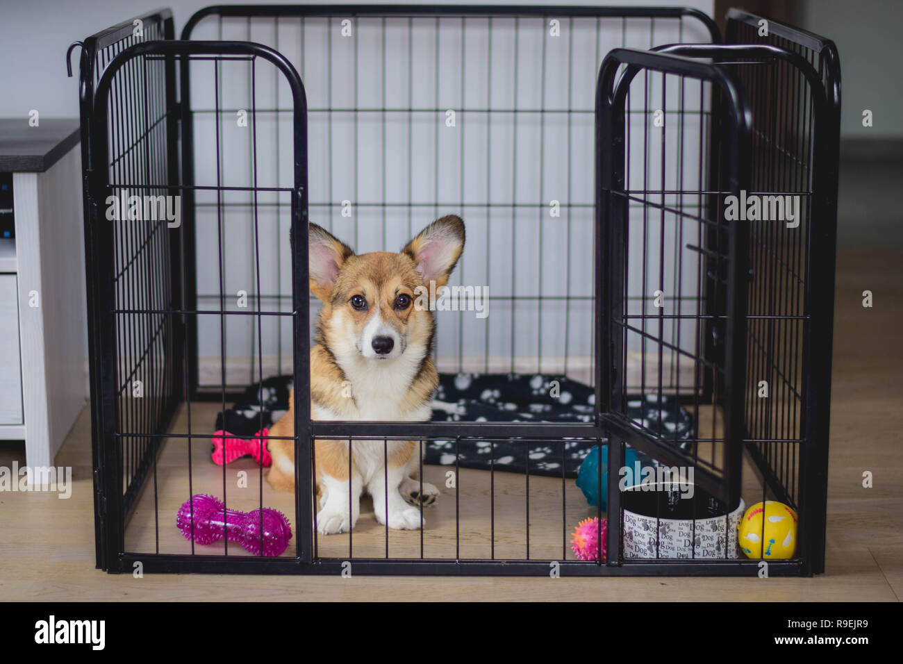 Crate Training High Resolution Stock Photography and Images - Alamy