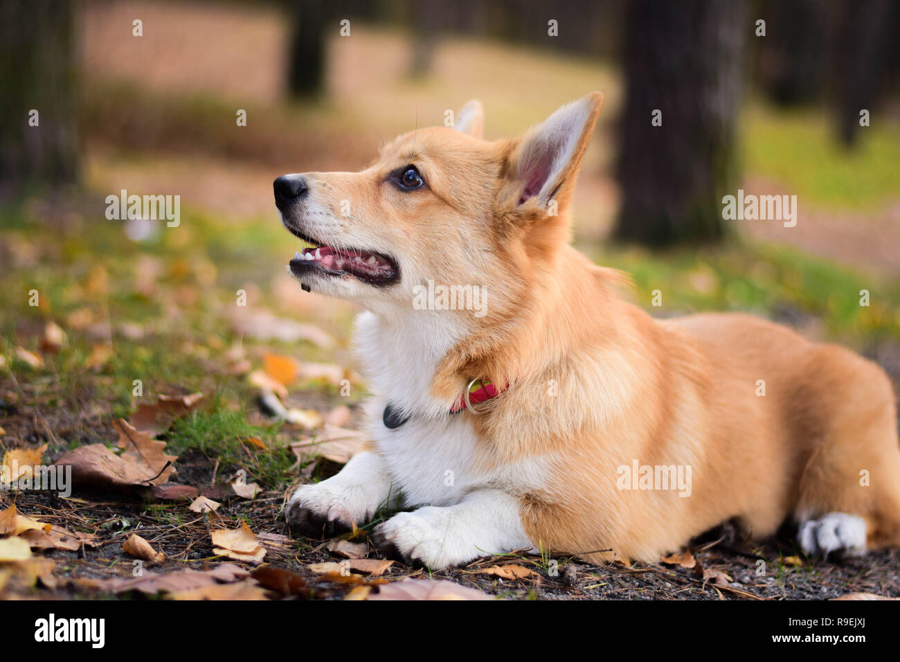 Red welsh corgi pembroke young dog portrait Stock Photo - Alamy