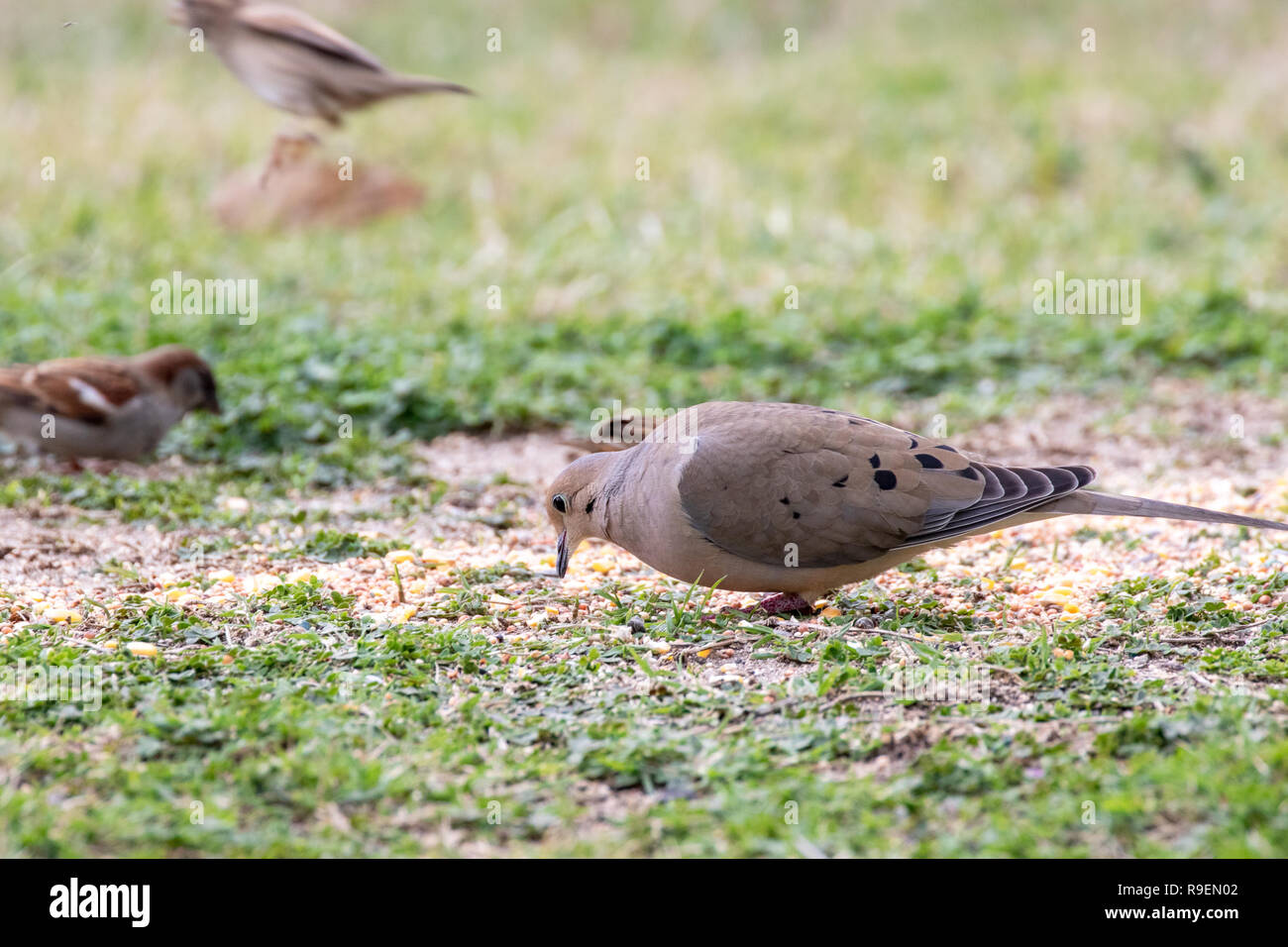 Mourning Dove, American Mourning Dove, Rain Dove Zenaida macroura