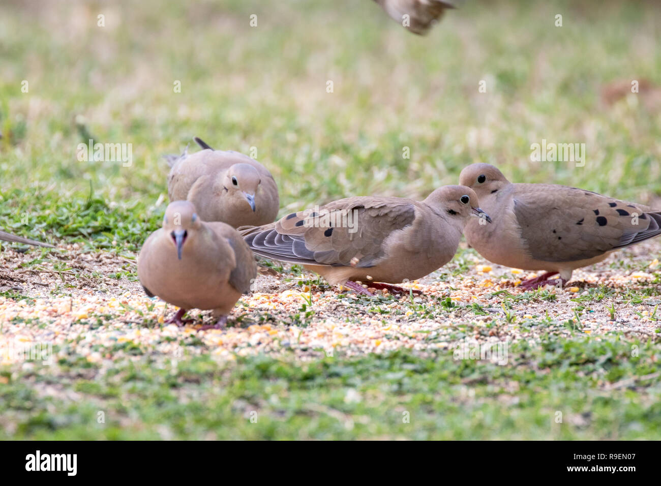 Mourning Dove, American Mourning Dove, Rain Dove - Zenaida macroura Stock Photo