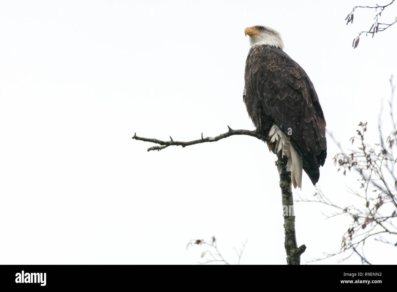 Bald Eagle Perched in Tree Stock Photo - Alamy