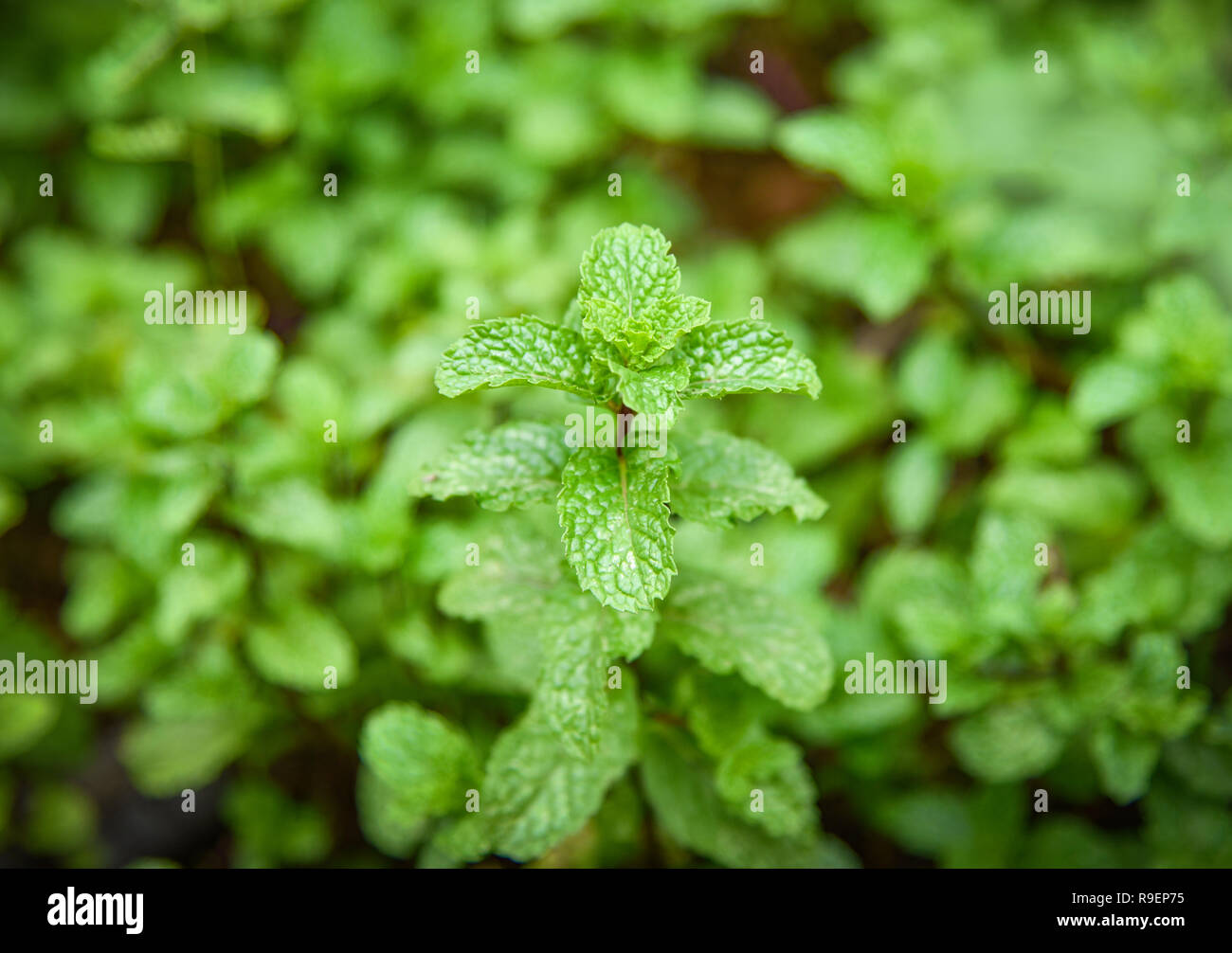 Peppermint Leaf Plants Green Peppermint Leaves In Garden Herbs
