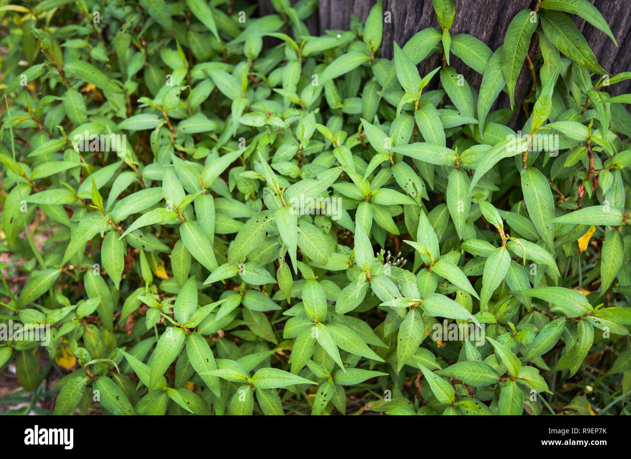 african violet plant Streptocarpella (False African Violet)
