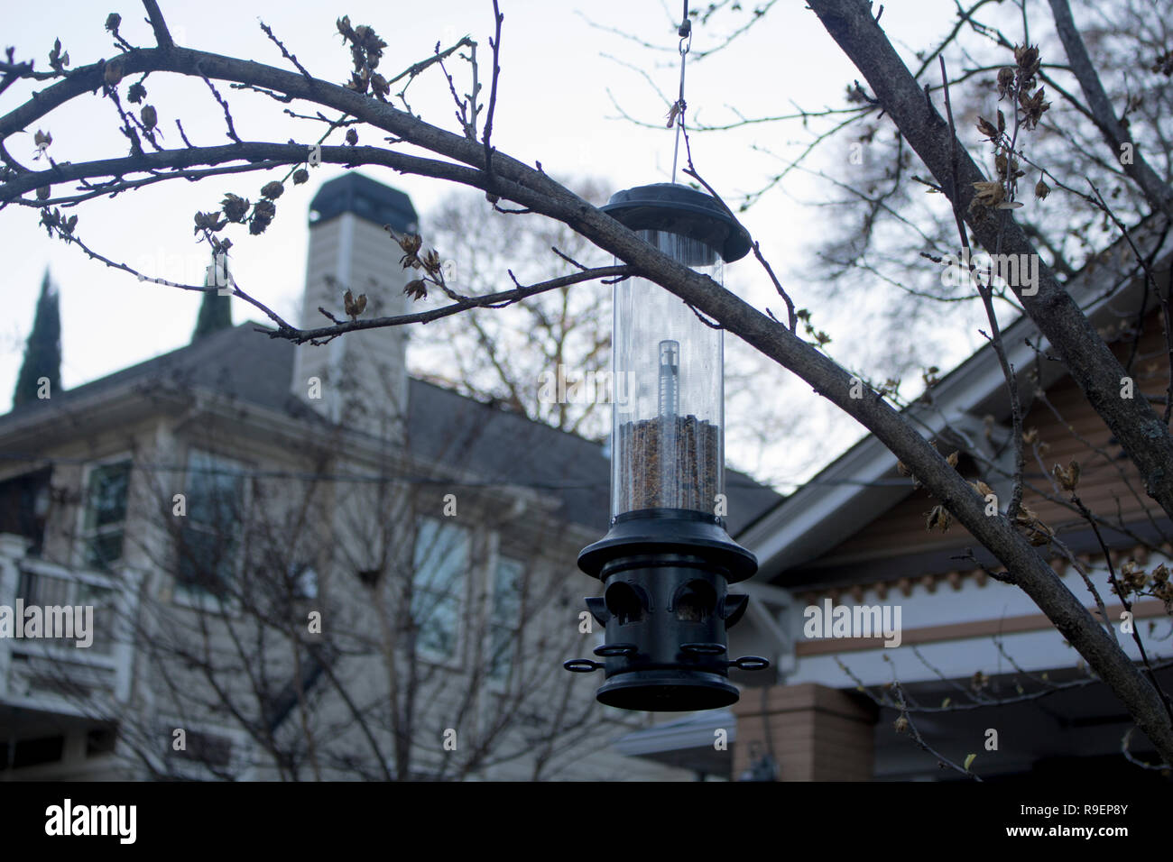 Bird Feeder and Tree Branch Stock Photo Alamy