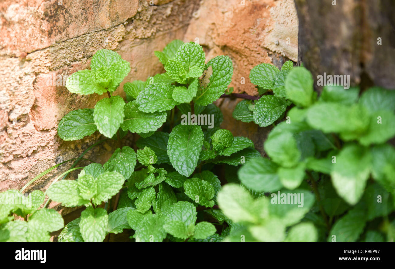 Peppermint Leaf Plants Green Peppermint Leaves In Garden Herbs