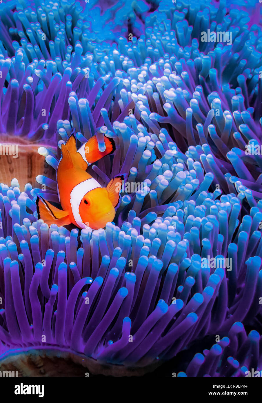 A beautiful and friendly clown fish in a striking blue-purple anemone, looking at the camera. Stock Photo