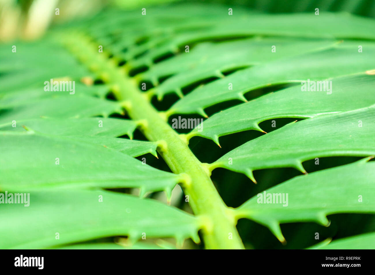 palm thorn on green leaf, If its punctures your skin, perform basic