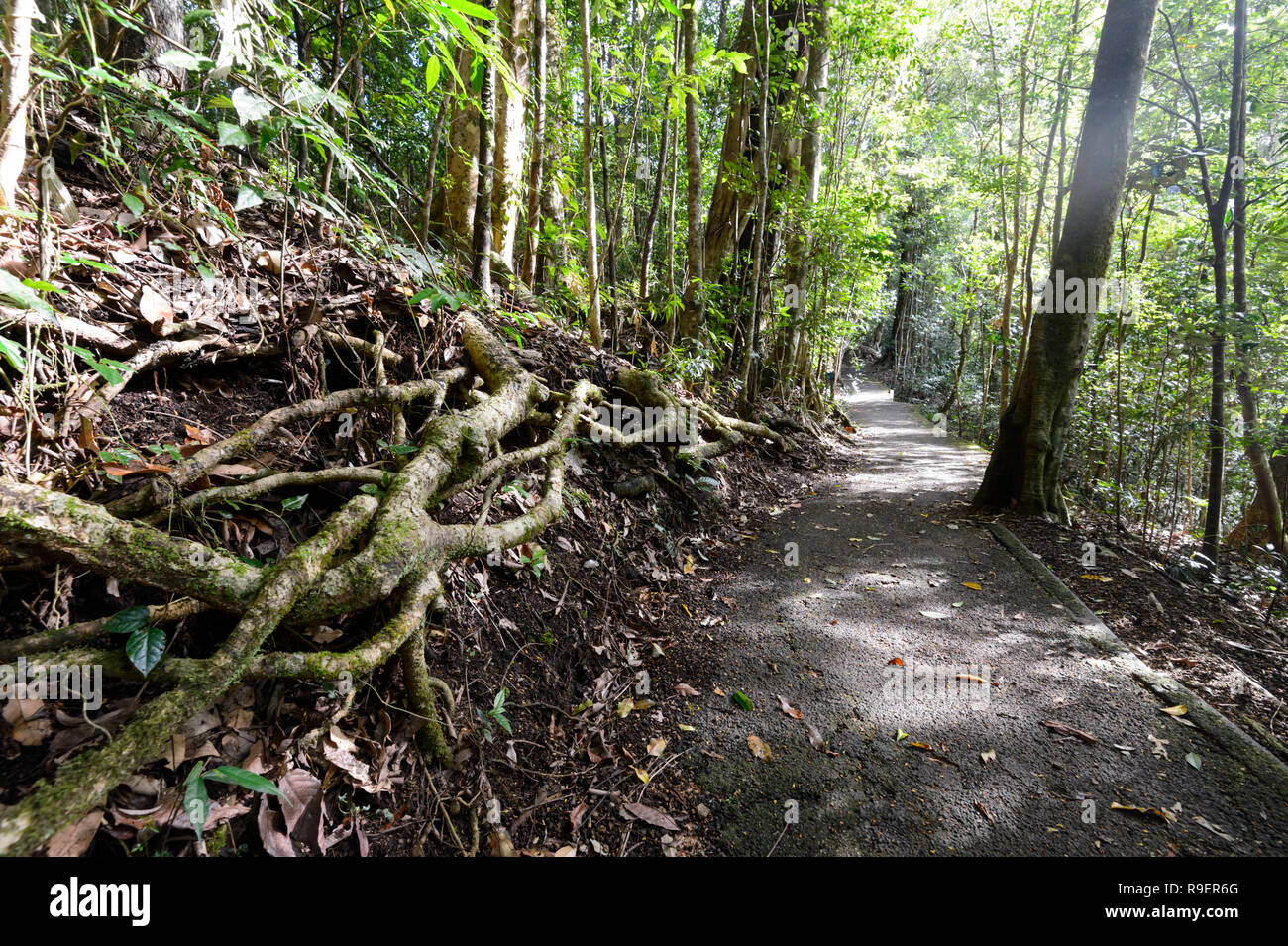 Exposed tangled roots in the tropical rainforest, Hypipamee National Park, World Heritage, Atherton Tableland,  Far North Queensland, FNQ, QLD, Austra Stock Photo