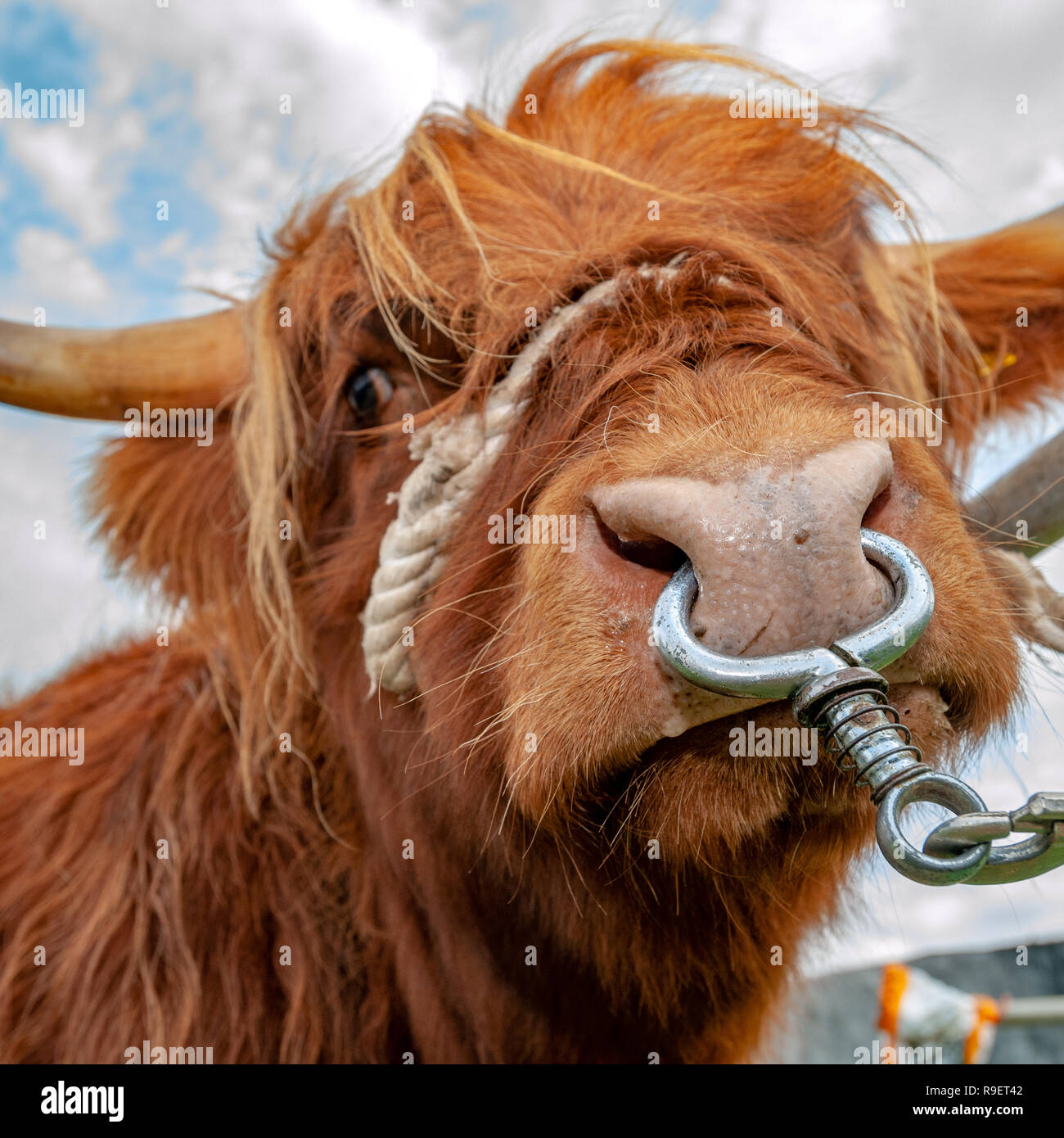 Square format close up bull images Stock Photo