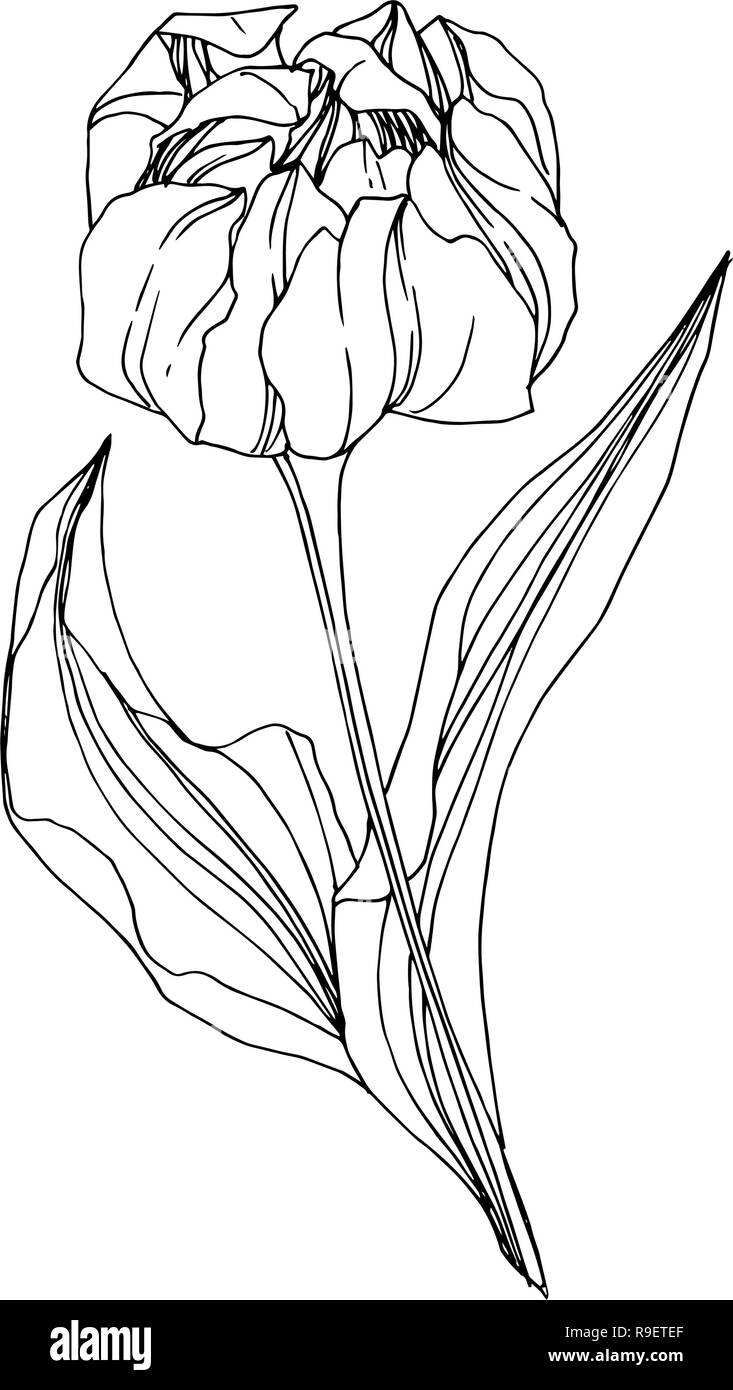 Vector Tulip Black and white engraved ink art. Floral botanical flower ...