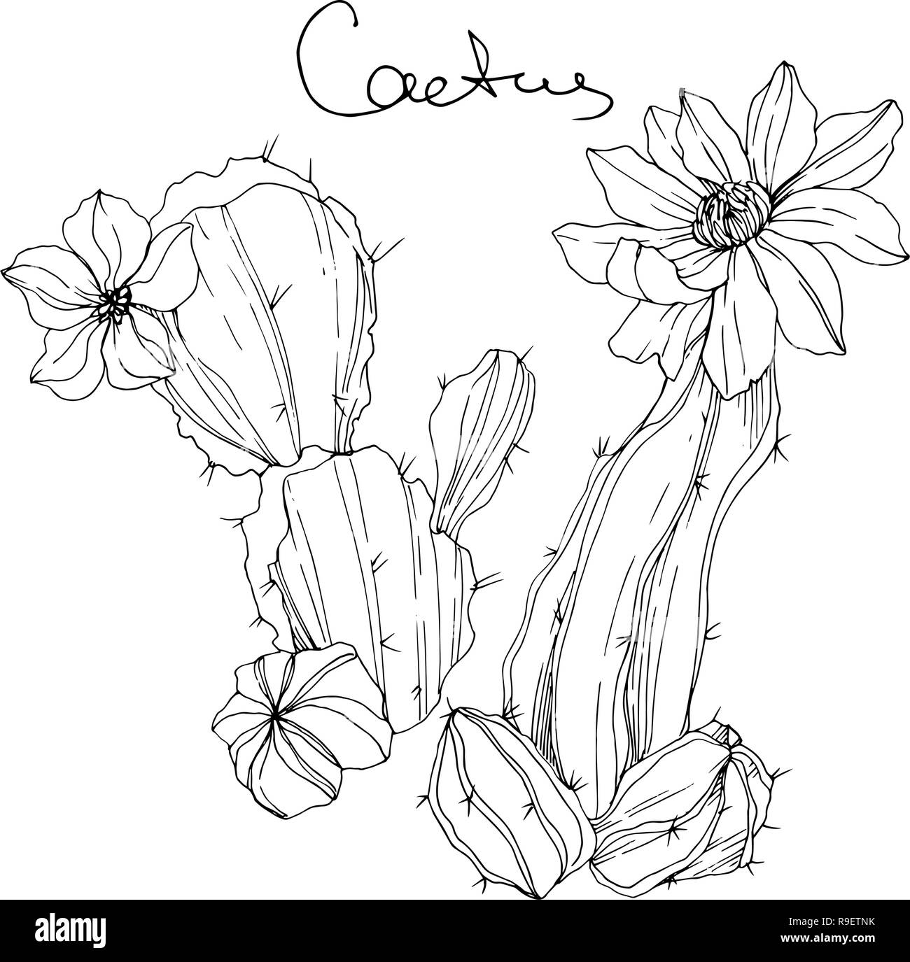 Tree Cacti Black And White Stock Photos Images Alamy Tree Cacti Black And White Stock Photos Images Alamy