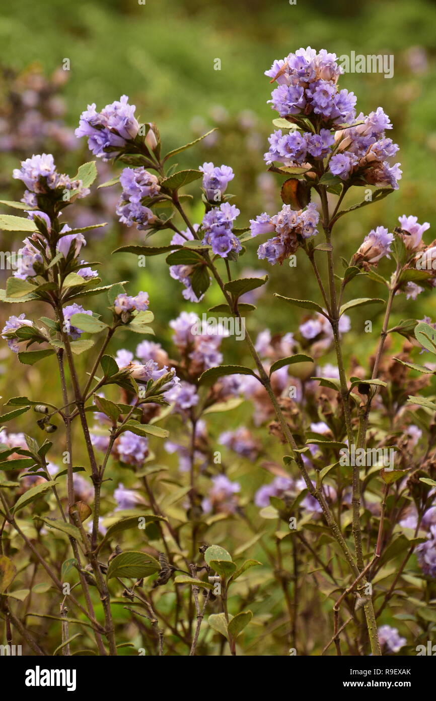 Neelakurinji Flowers that bloom once in 12 years, Eravikulam National