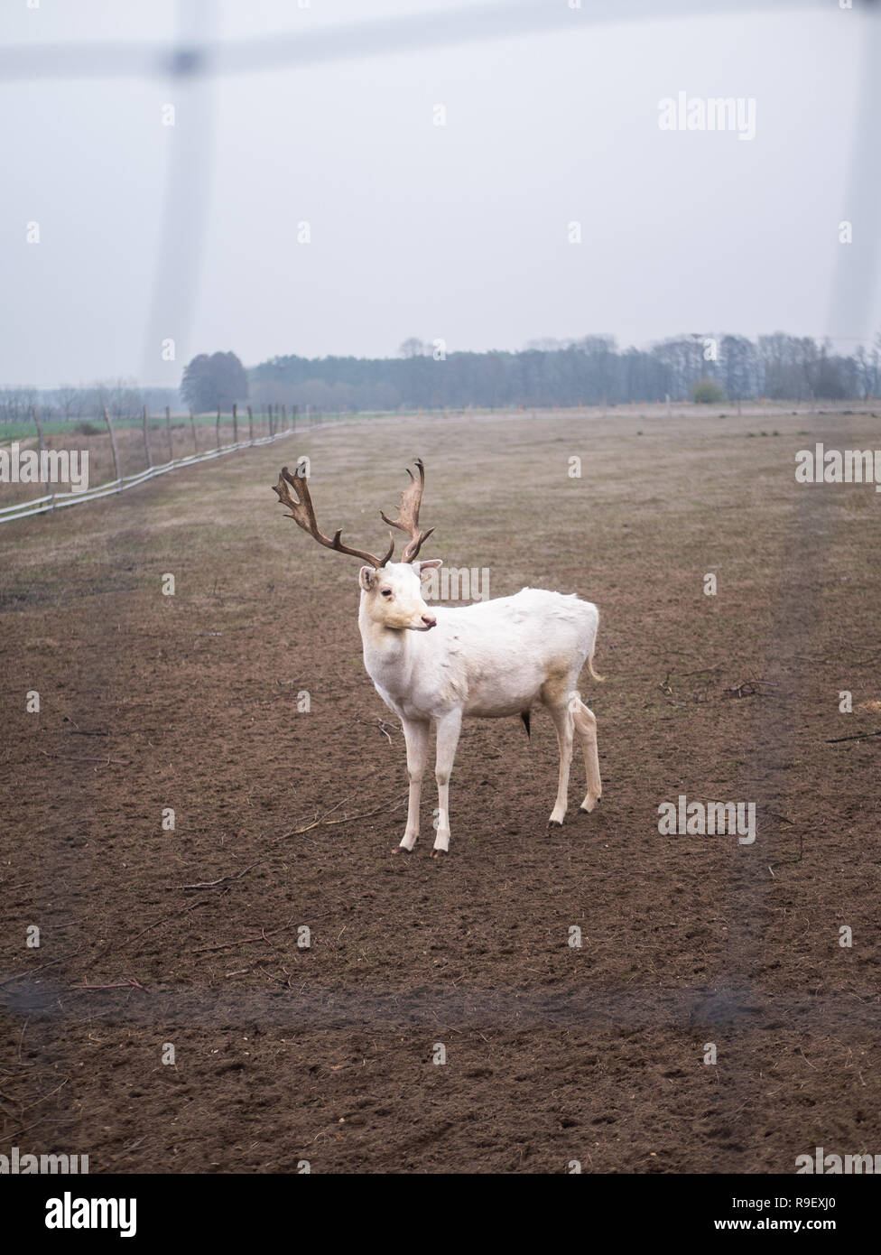 a deer is eating a bush Stock Photo