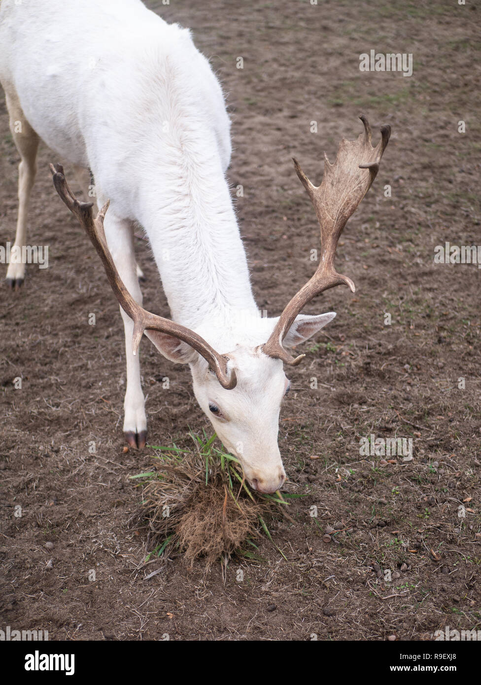 a deer is eating a bush Stock Photo