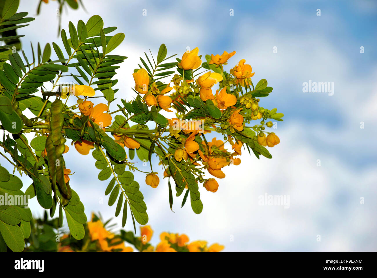 Golden Senna tree Latin name senna surattensis Stock Photo