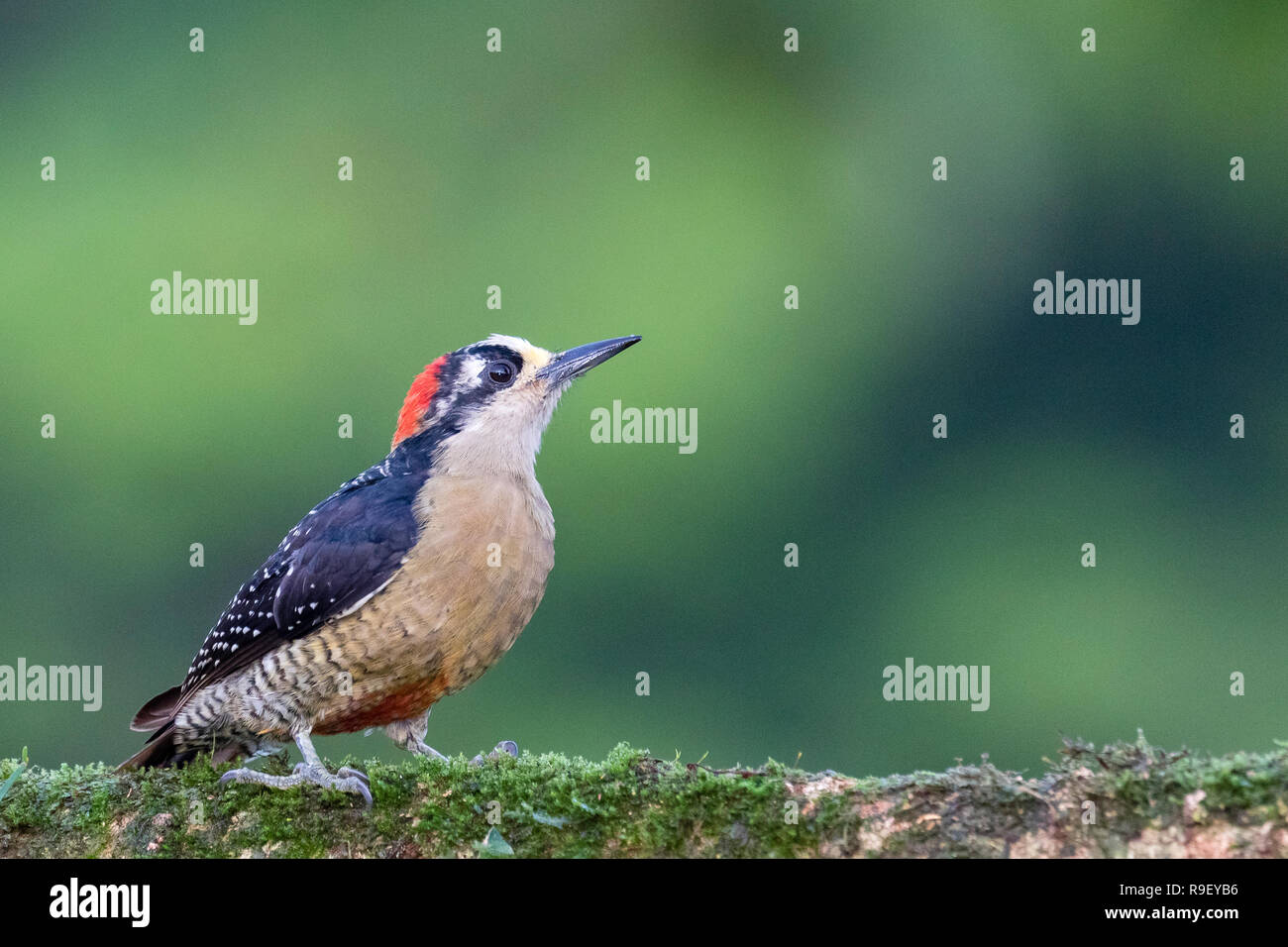 Black-cheeked woodpecker in northern Costa Rica Stock Photo