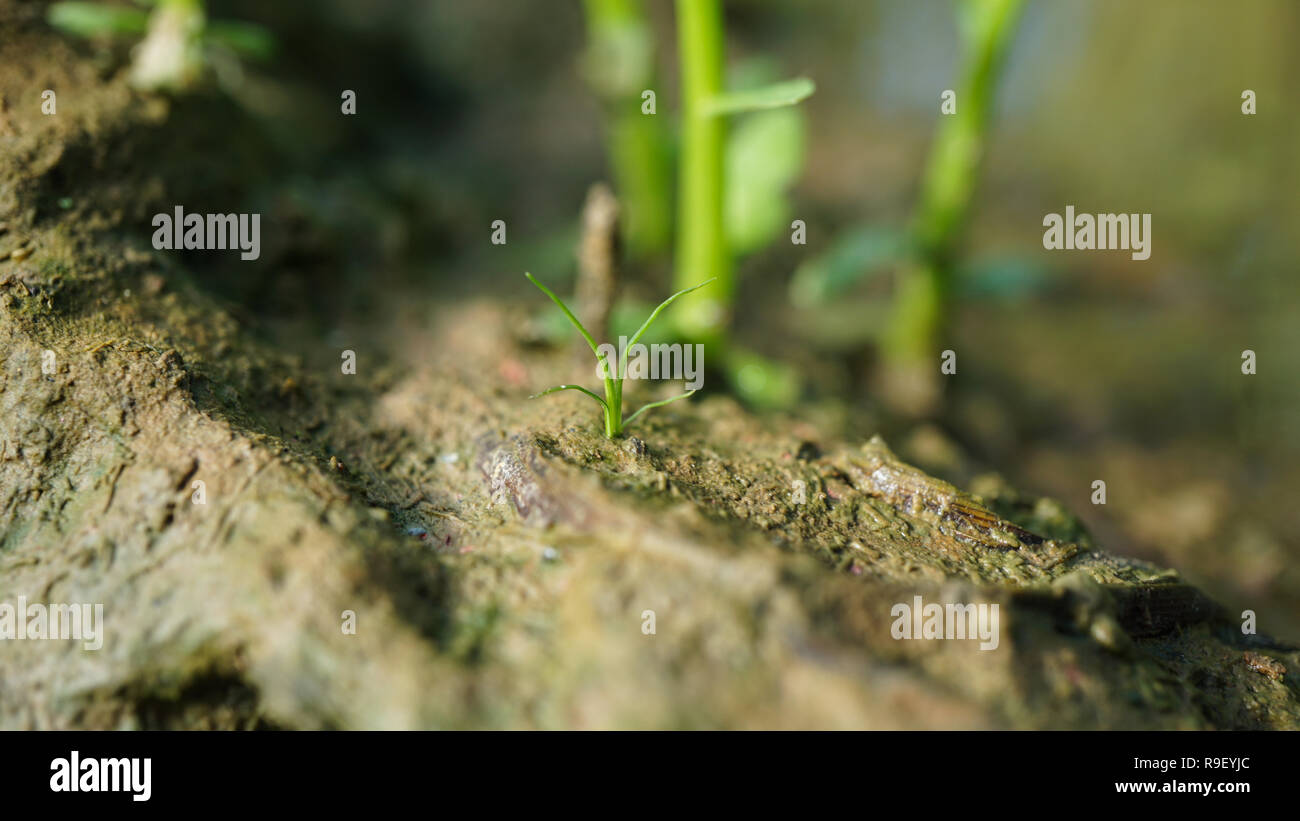 Rice weed sedge Cyperus seedling close up Stock Photo