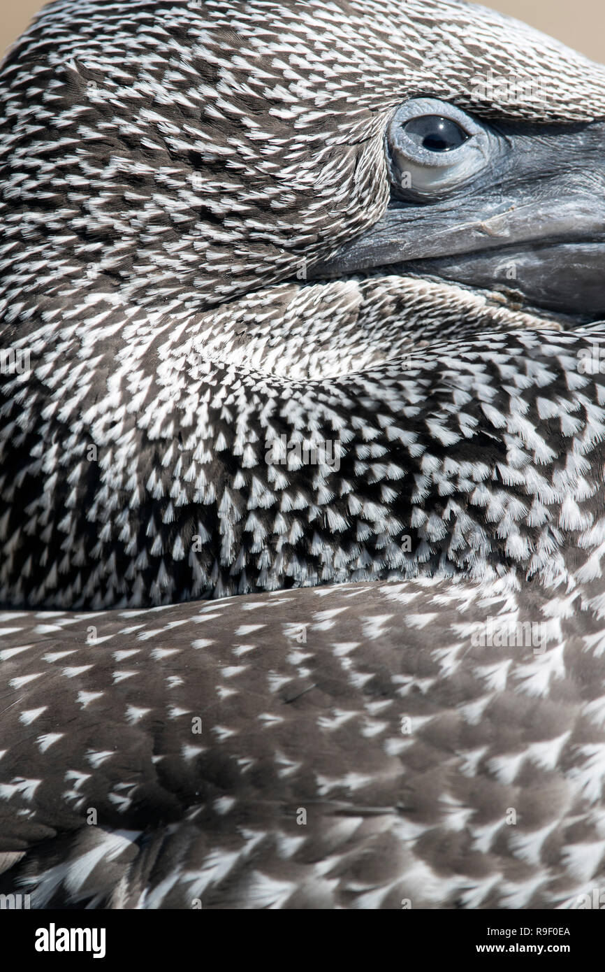 Gannet; Morus bassanus Single Young; Feather Detail Cornwall; UK Stock Photo