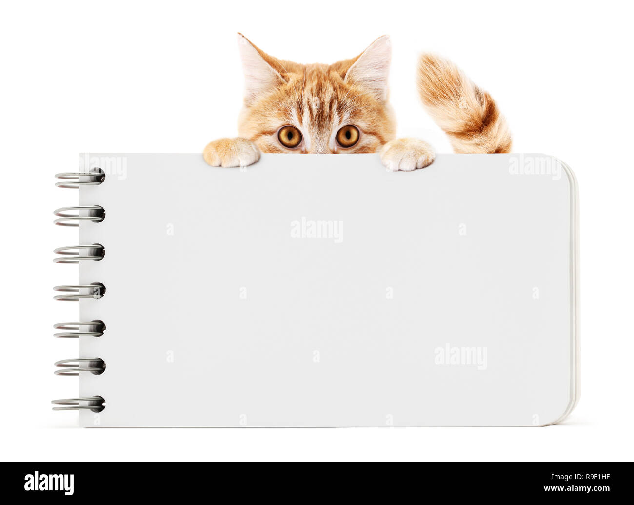 funny pet cat showing a block notes isolated on white background blank template and copy space Stock Photo
