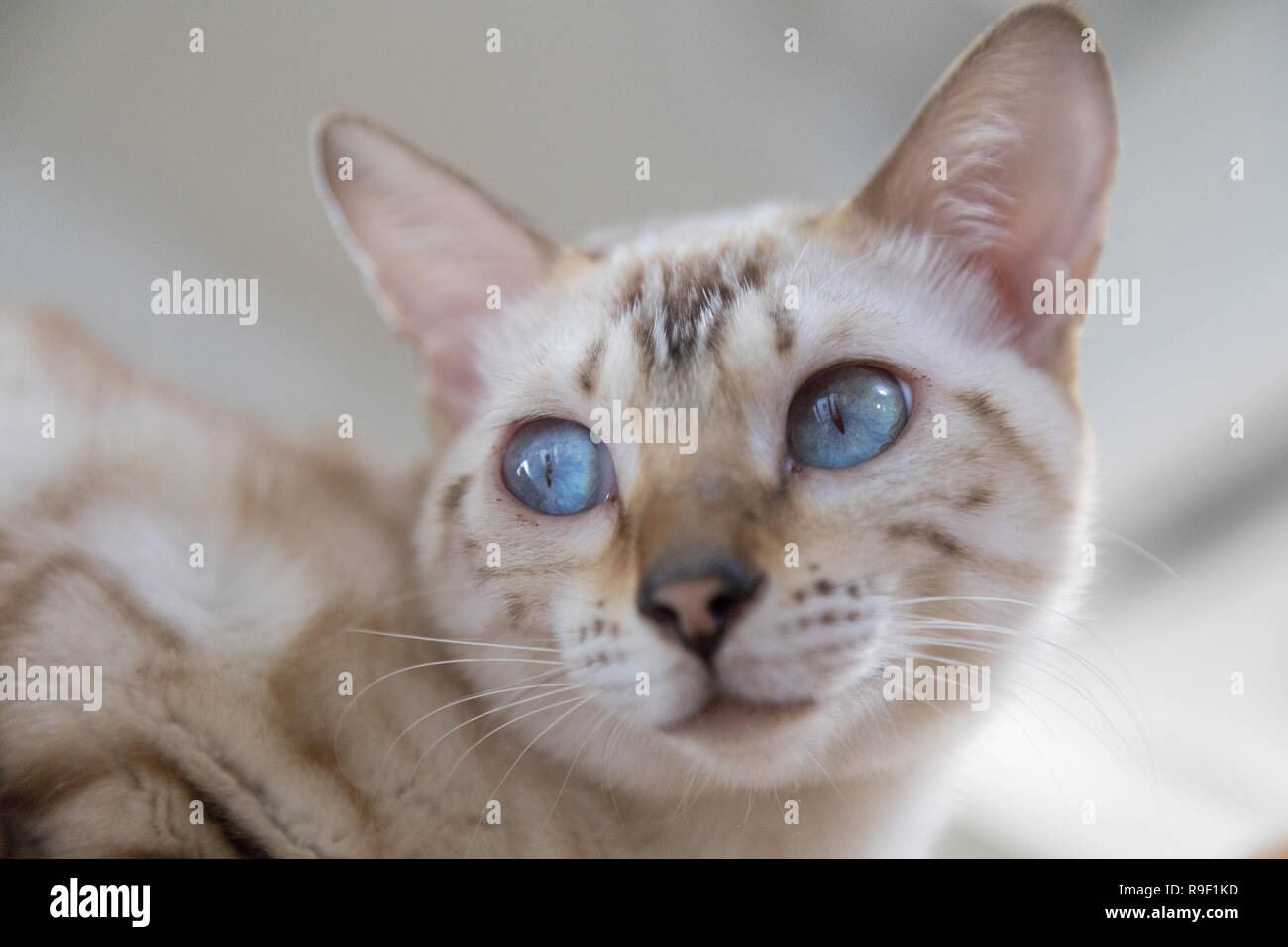 Cat with awesome blue eyes Stock Photo