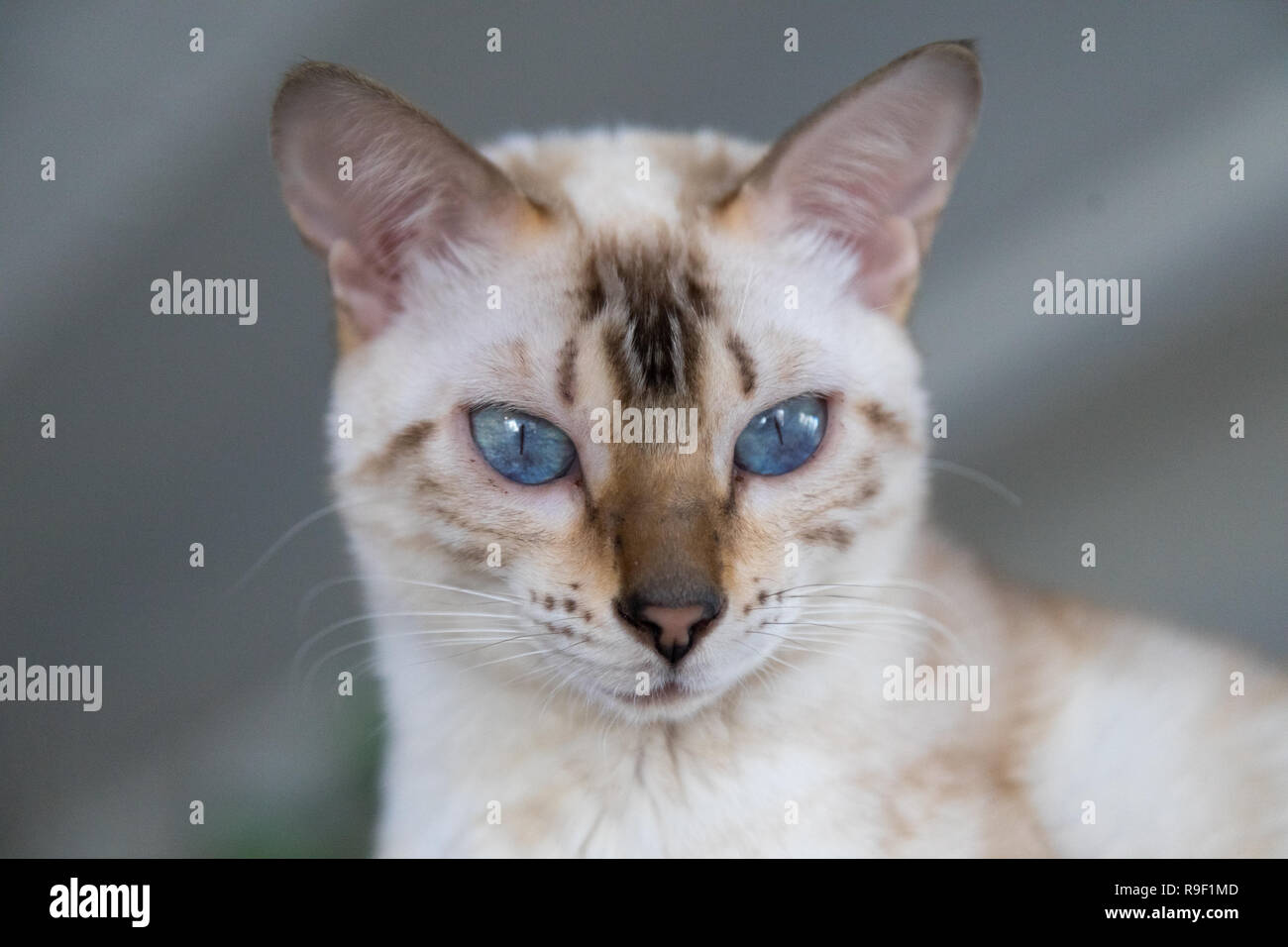 Cat with awesome blue eyes Stock Photo