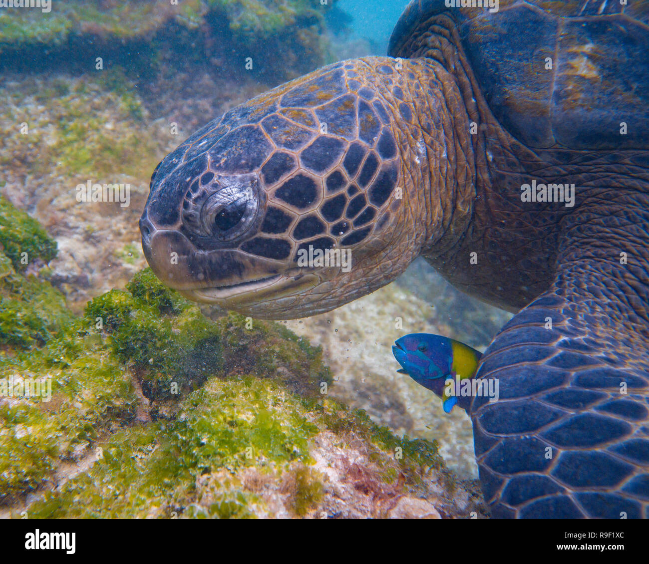 Chelonia Mydas Chelonia agassizii green sea turtle Galapagos Stock