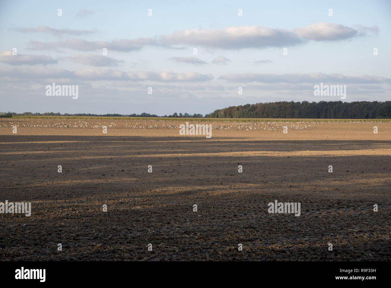 Common Cranes on a field near Günz near the coast of Baltic Sea in Mecklenburg- Western Pomerania in Germany. Stock Photo