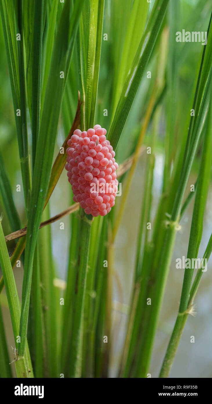 Golden apple snail eggs attached to rice plant Stock Photo