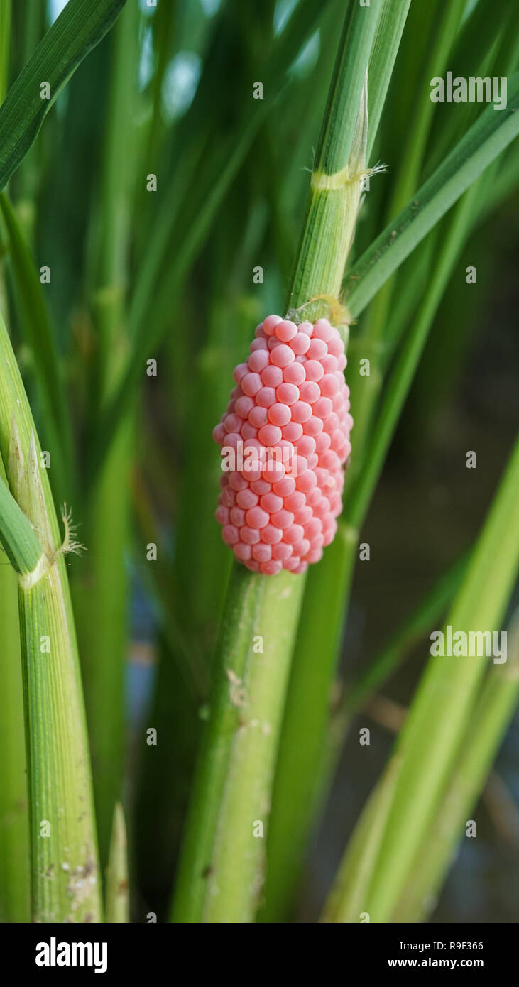 Golden apple snail eggs attached to rice plant Stock Photo