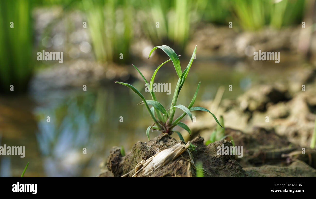 Echinocloa colona grass weed of rice Stock Photo