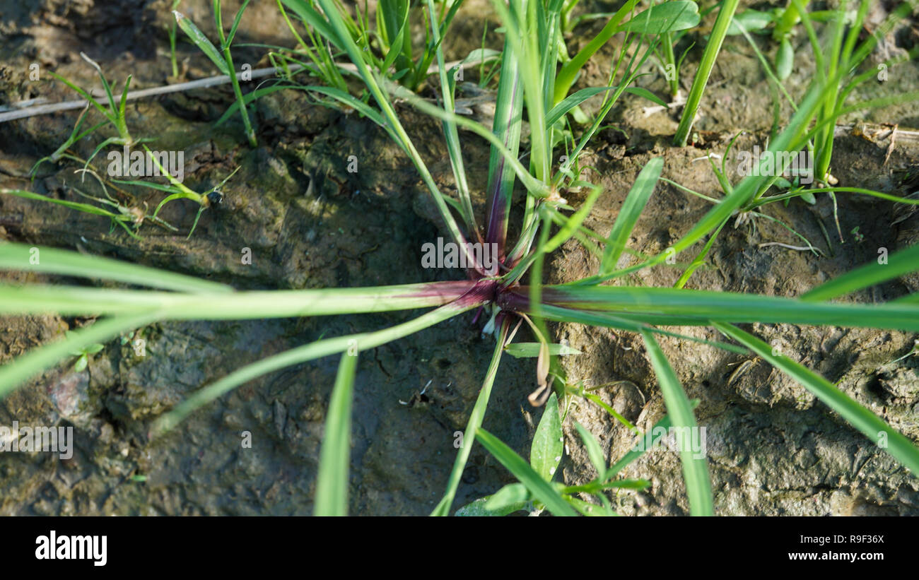 Echinocloa colona grass weed of rice Stock Photo