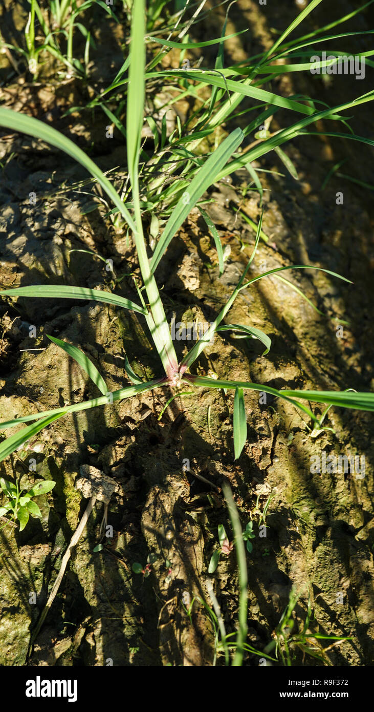 Echinocloa colona grass weed of rice Stock Photo