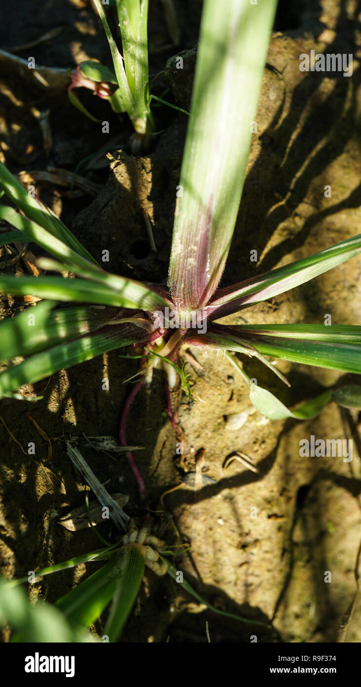 Echinocloa colona grass weed of rice Stock Photo