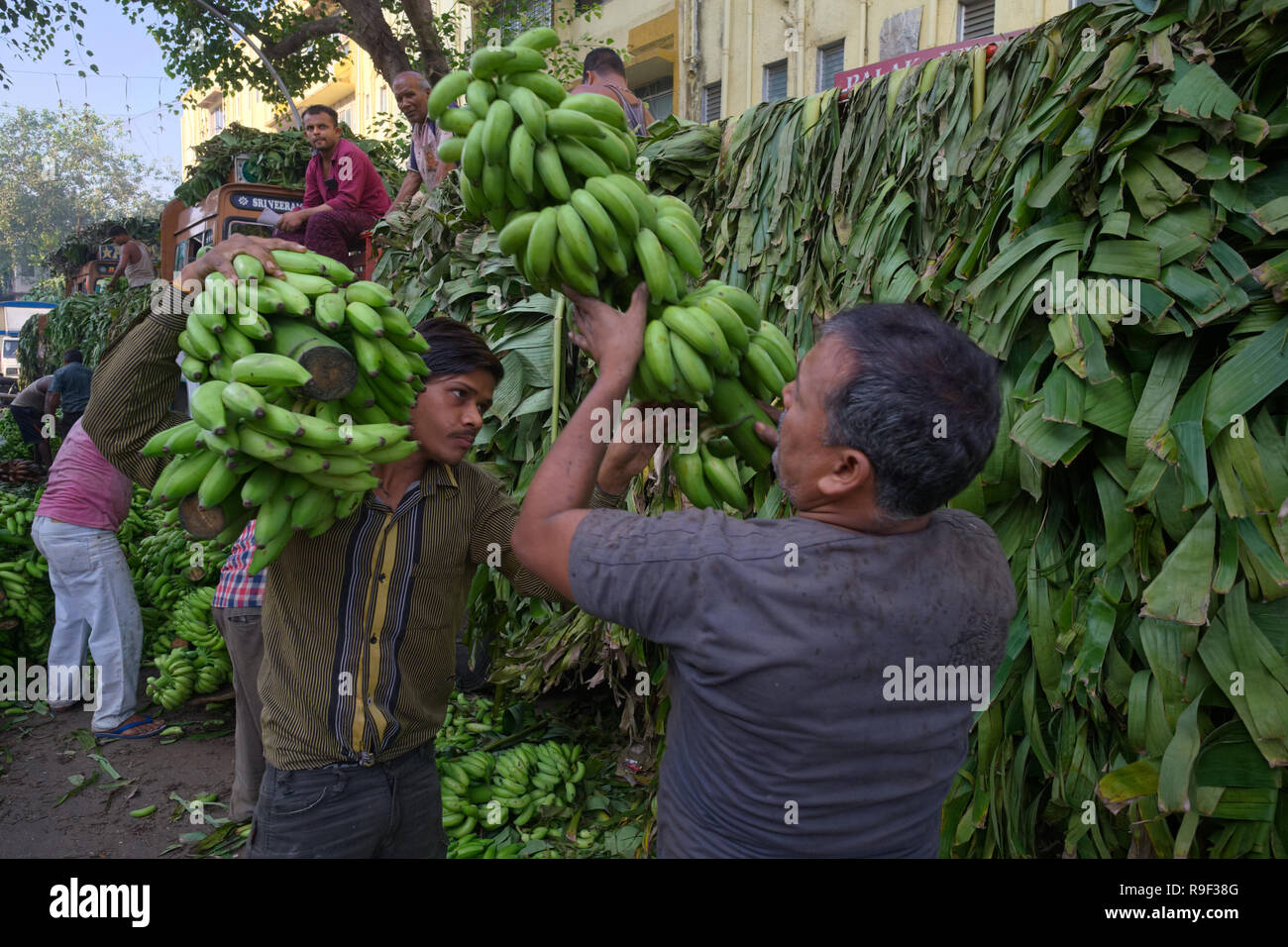 A load of yet unripe bananas delivered by truck from Tamil Nadu in South India, being unloaded at Matunga market, Mumbai Stock Photo