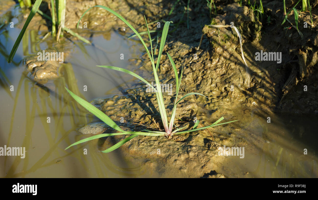 Echinocloa colona grass weed of rice Stock Photo
