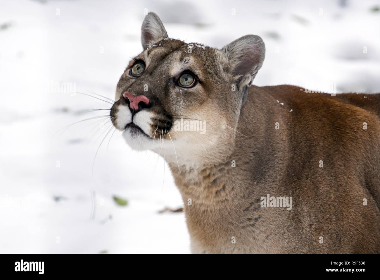 Puma concolor cougar. This species is found in Canada and the United States  Stock Photo - Alamy
