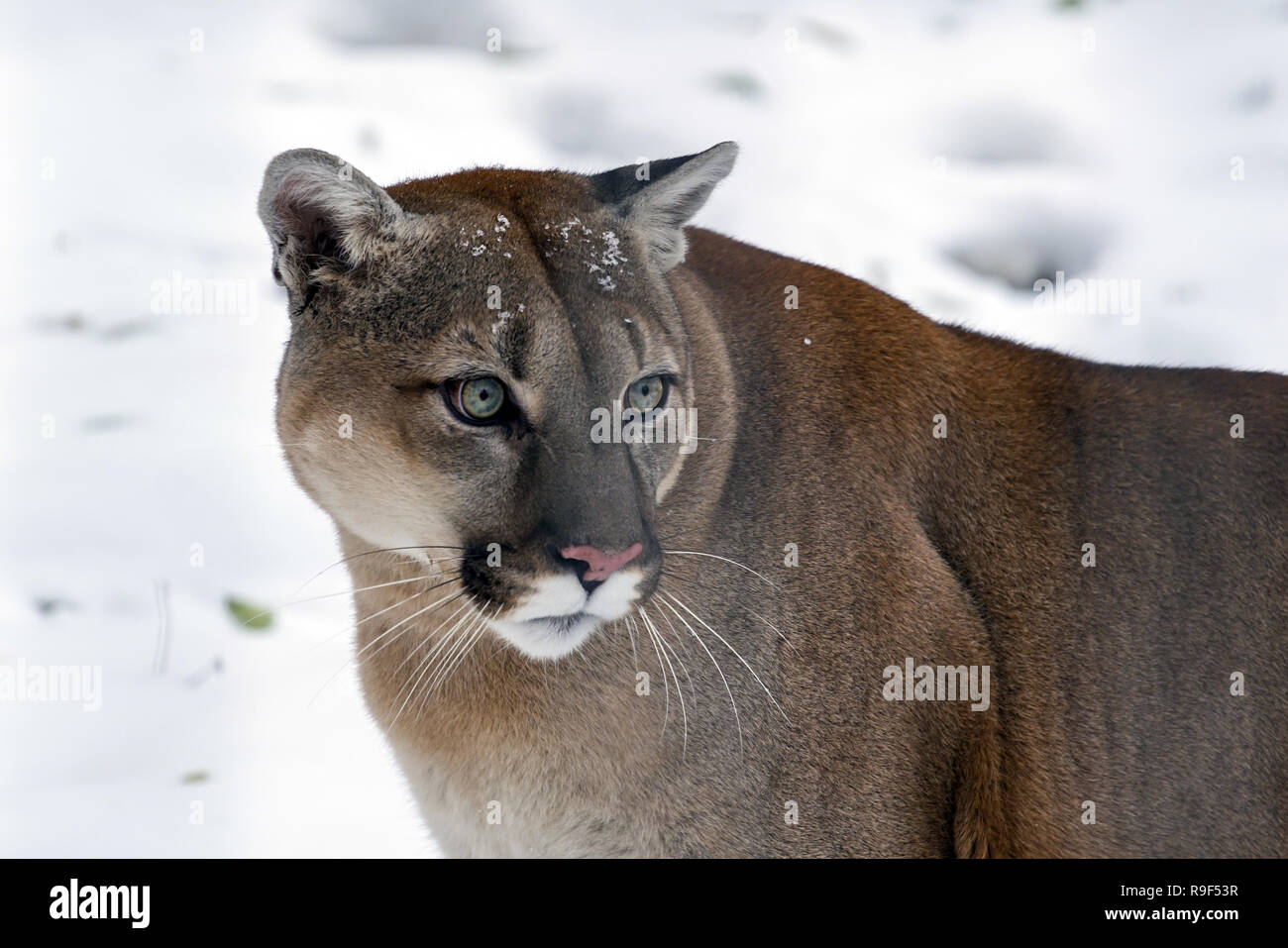 Puma concolor cougar. This species is found in Canada and the United States  Stock Photo - Alamy
