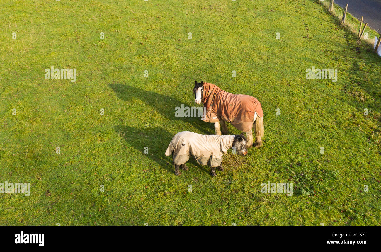 Aerial view of horses wearing winter coats Stock Photo Alamy