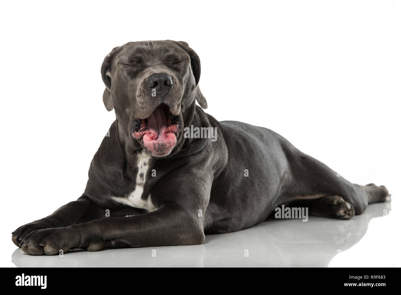 Yawning cane corso dog on white background Stock Photo - Alamy