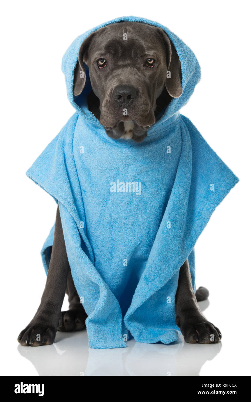 Cane corso dog with bathrobe on white background looking to the camera  Stock Photo - Alamy