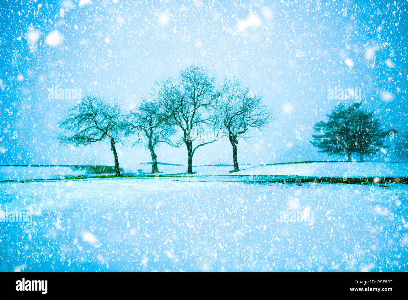 Trees on snowy evening with snowflakes falling during winter blizzard Stock Photo