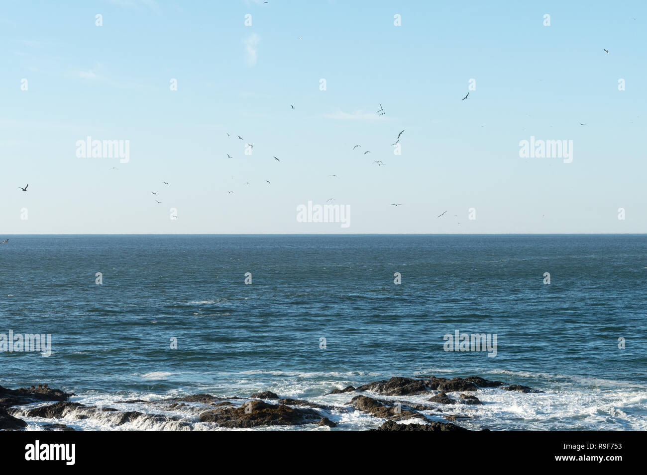 Flock of seagulls flies over the water in search of fish while the waves break into the rocks Stock Photo