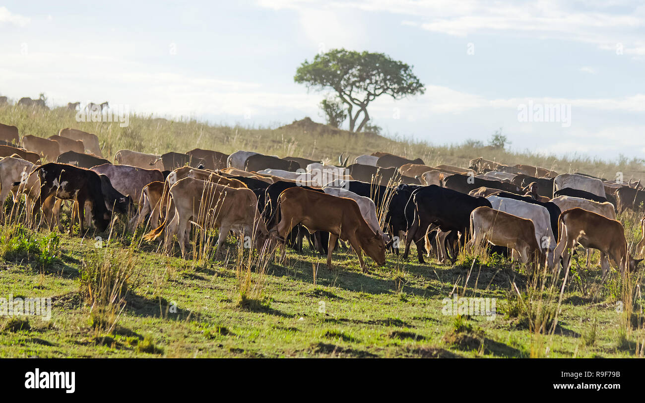 Herd of Jersey cows in the Natal Midlands, Africa Stock Photo