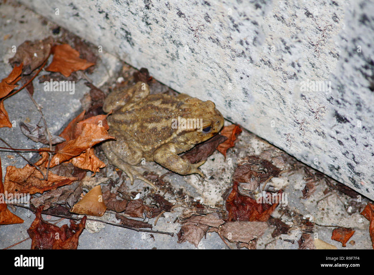 Kröte, gemeine Erdkröte sitzt an ängstlich an einer Stein Mauer im Laub Stock Photo