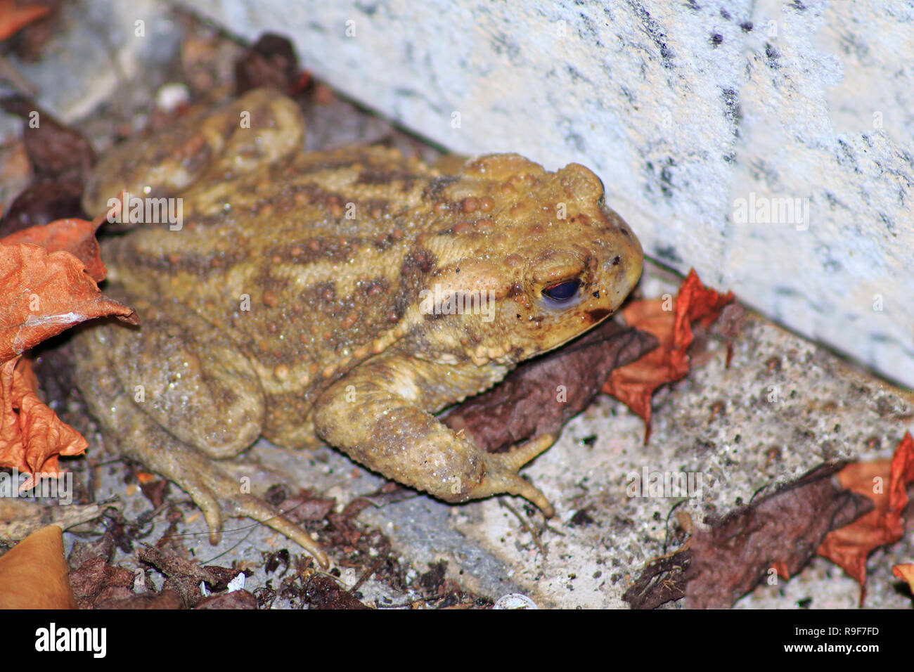 Kröte, gemeine Erdkröte sitzt an ängstlich an einer Stein Mauer im Laub Stock Photo